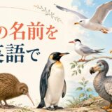 鳥の名前を英語で学ぶ一覧