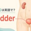 膀胱は英語でbladder｜腎臓・尿管と膀胱の位置を示すイラスト