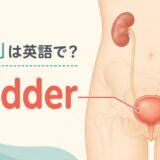 膀胱は英語でbladder｜腎臓・尿管と膀胱の位置を示すイラスト
