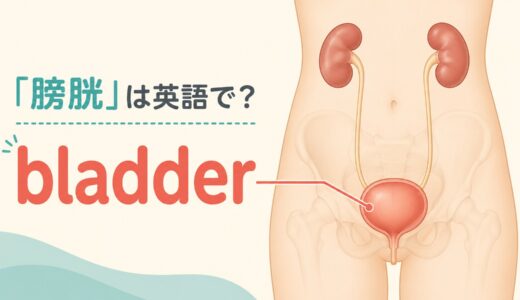 「膀胱」は英語で？bladderの発音・語源、gallbladderとの違い