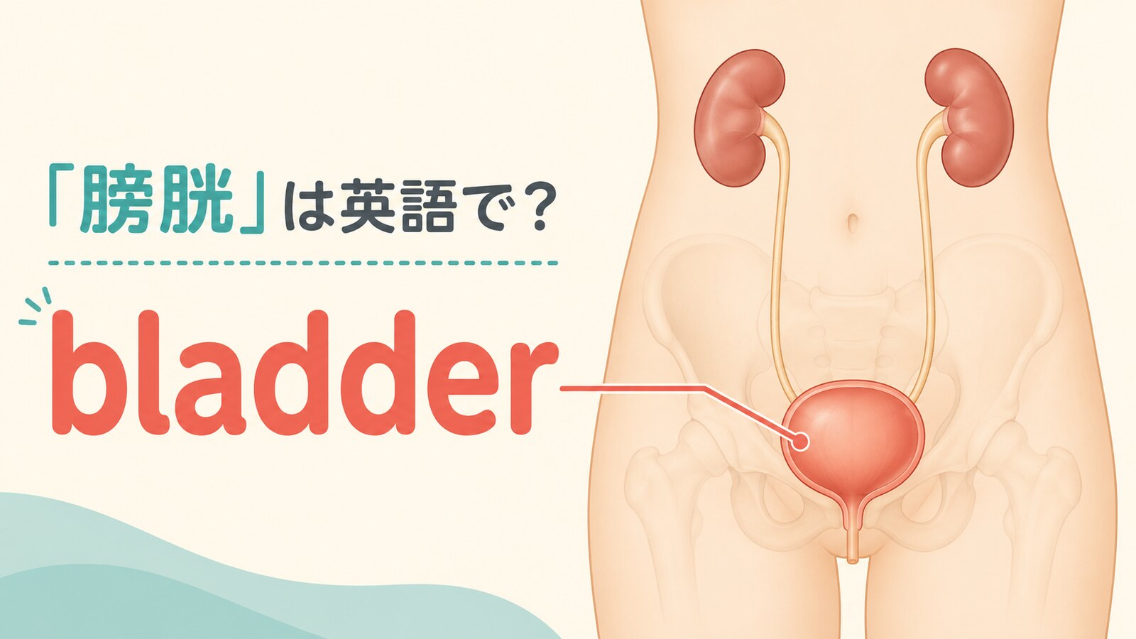 「膀胱」は英語で？bladderの発音・語源、gallbladderとの違い