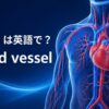 「血管」は英語でblood vessel｜心臓と全身の血管網を示すアイキャッチ