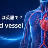 「血管」は英語でblood vessel|心臓と全身の血管網を示すアイキャッチ