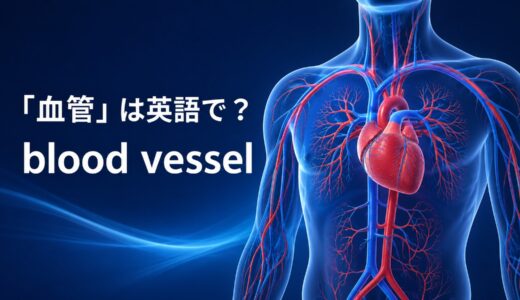 「血管」は英語で？blood vesselの発音・語源、artery・veinとの違い