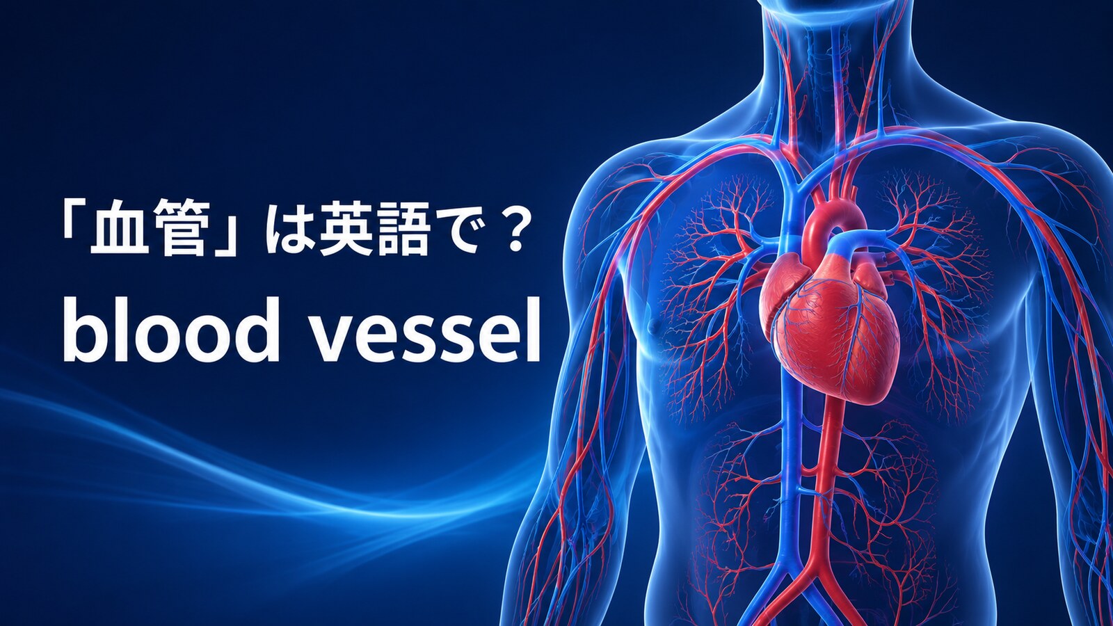 「血管」は英語で？blood vesselの発音・語源、artery・veinとの違い