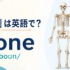 「骨」は英語で？boneの発音と人体の骨格