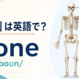 「骨」は英語で？boneの発音と人体の骨格