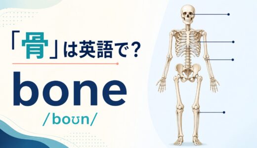 「骨」は英語で？boneの発音・語源、bones・skeletonとの違い