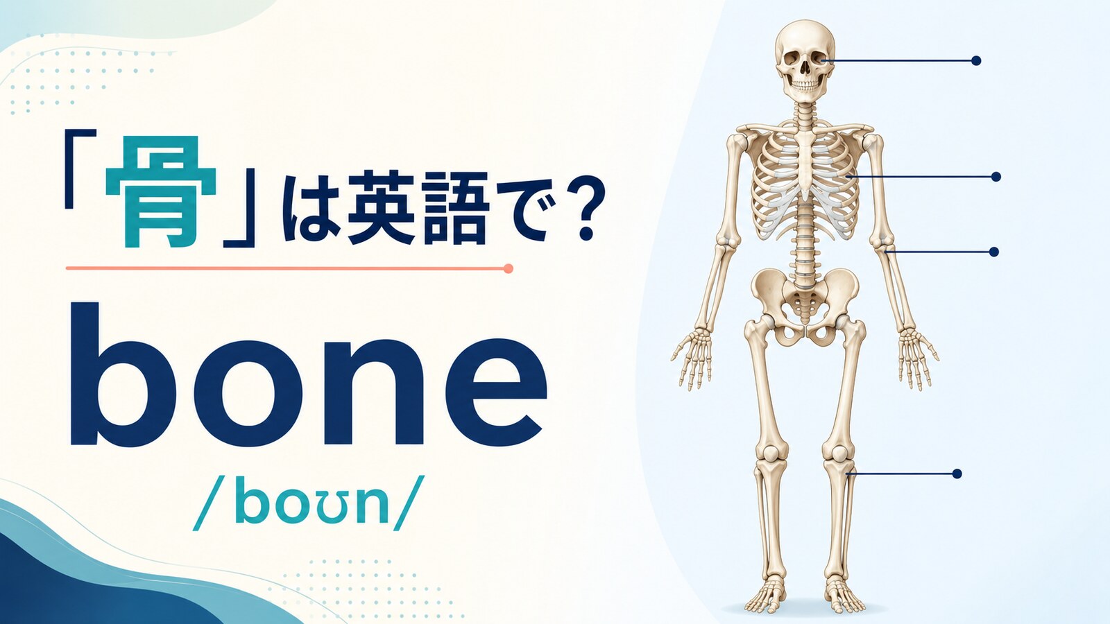 「骨」は英語で？boneの発音・語源、bones・skeletonとの違い