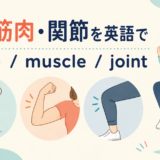 骨・筋肉・関節を英語で：bone、muscle、joint