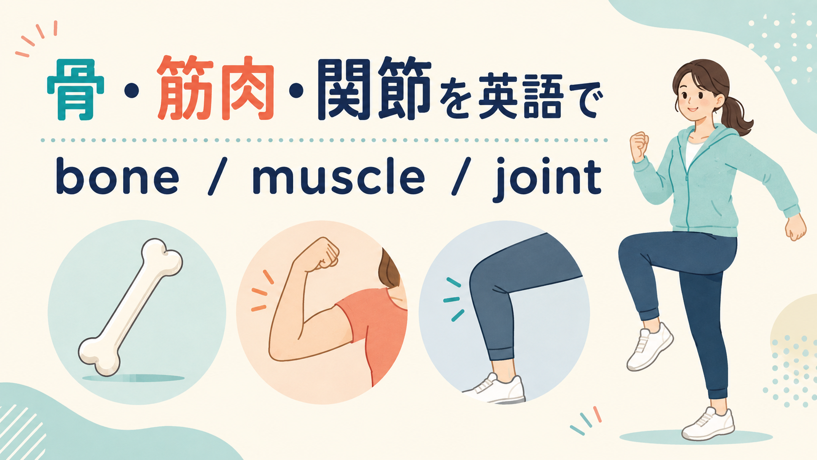 骨・筋肉・関節を英語で｜bone・muscle・jointの違いと関連英単語