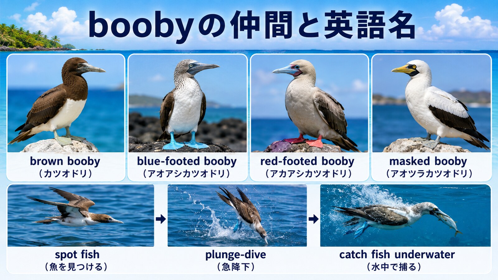 カツオドリの仲間4種と魚を捕る急降下の流れを示す英語図解