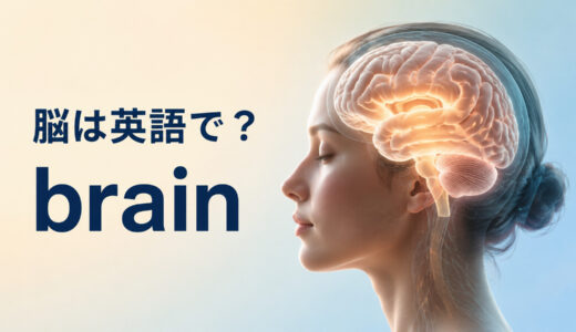 「脳」は英語で？brainの発音・意味とhead・mindの違い、大脳・小脳の英語