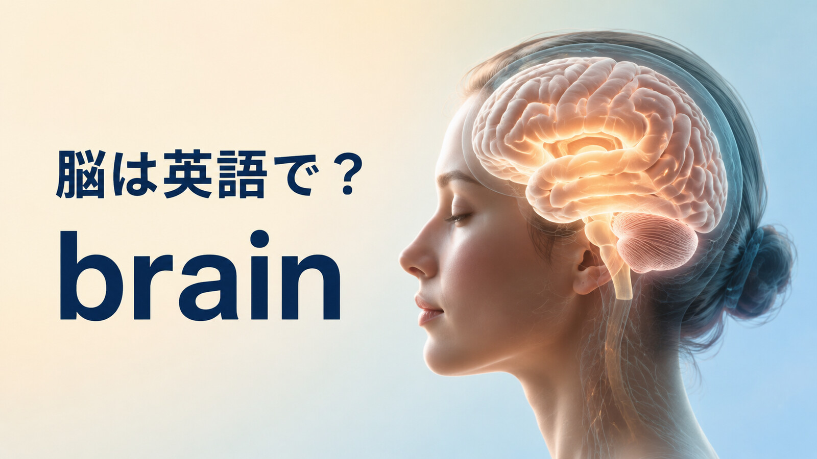 脳は英語でbrainと表すことを示すアイキャッチ