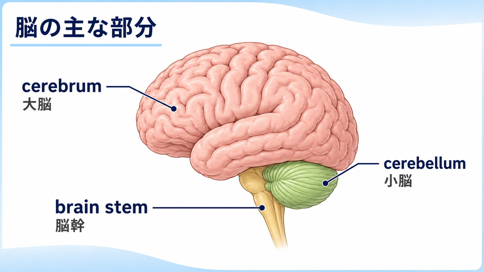 cerebrum、cerebellum、brain stemの位置と日本語名を示す脳の英語図解