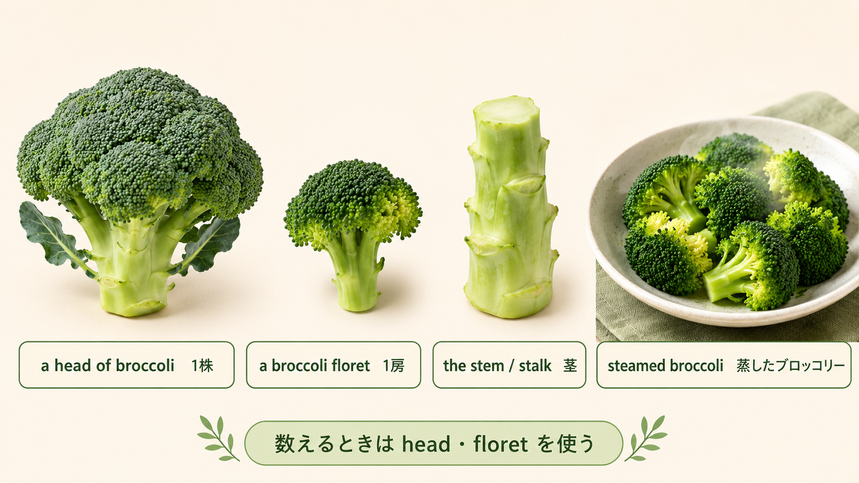 a head of broccoli、a broccoli floret、stem、steamed broccoliの比較