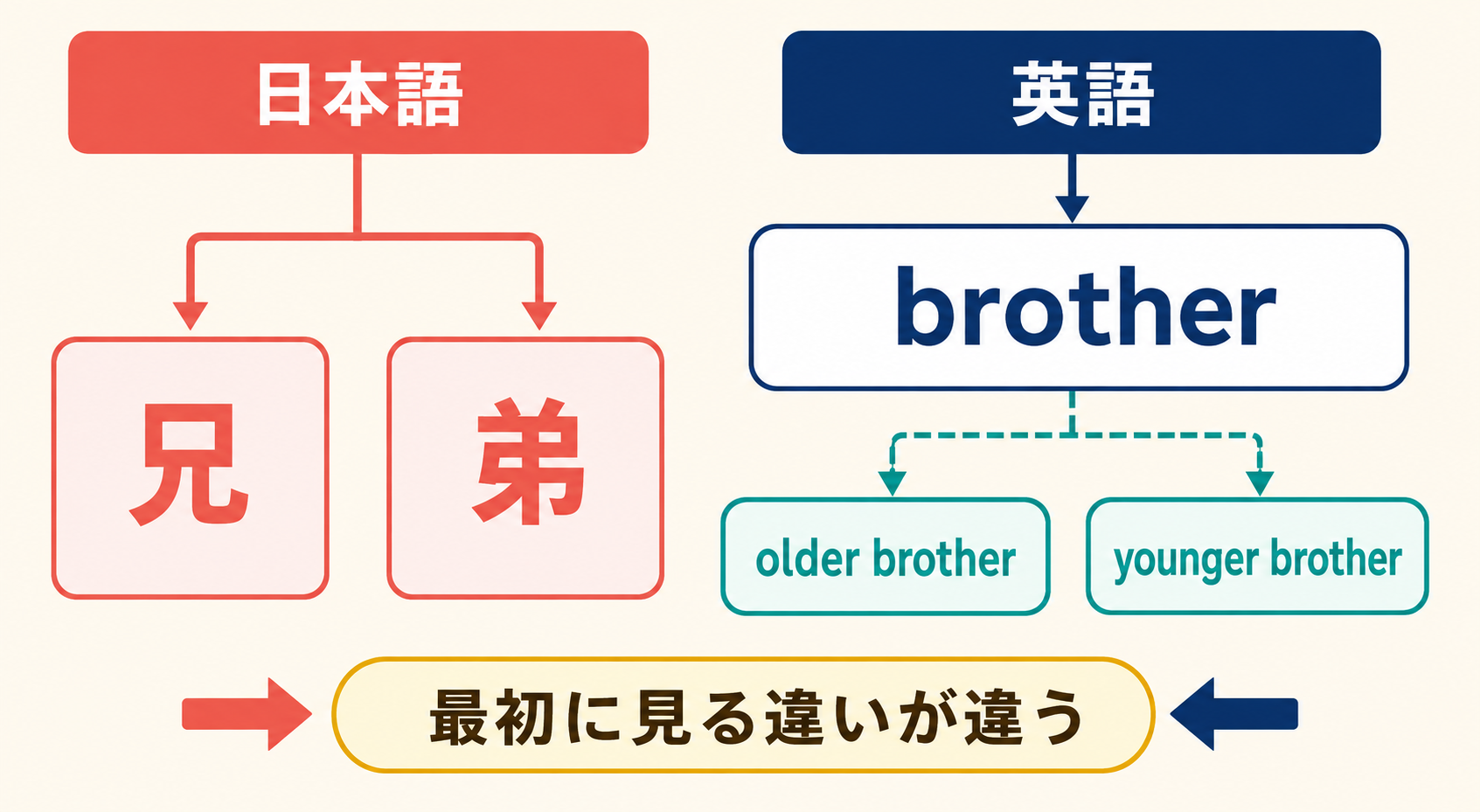 日本語は兄と弟に分け、英語はbrotherにまとめて必要に応じてolder・youngerを加える図