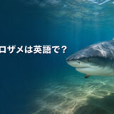 オオメジロザメは英語でbull sharkと表すことを紹介するアイキャッチ画像