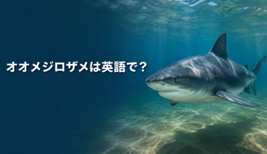 オオメジロザメは英語で？bull sharkの発音・複数形と川でも生きられる理由