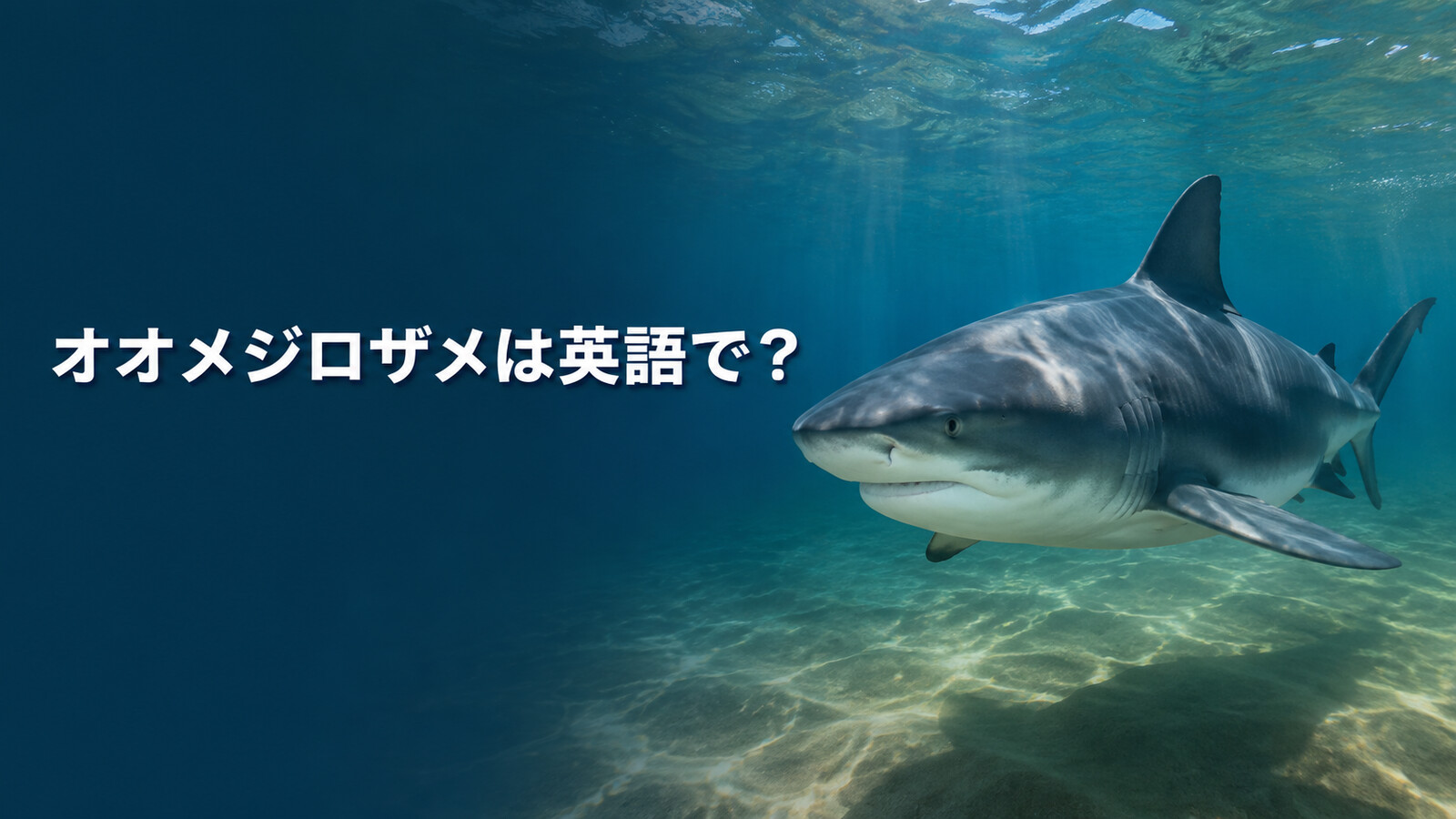 オオメジロザメは英語で？bull sharkの発音・複数形と川でも生きられる理由