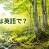 ブナは英語で？白神山地のような原生的なJapanese beechの森