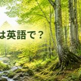 ブナは英語で？白神山地のような原生的なJapanese beechの森
