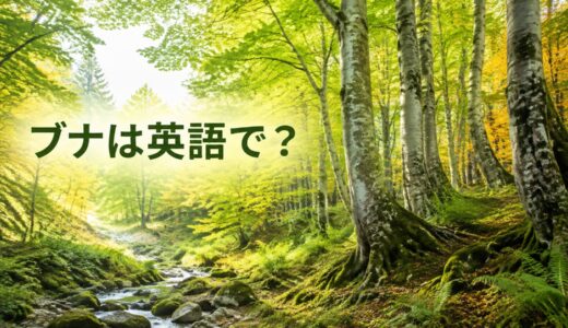 ブナは英語で？Japanese beechの発音・学名、beachとの違いと白神山地の説明