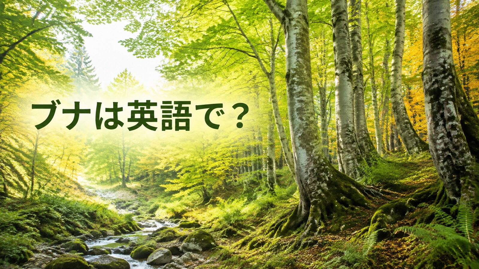 ブナは英語で？白神山地のような原生的なJapanese beechの森
