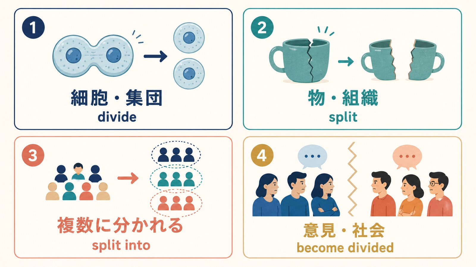 分裂するをdivide・split・split into・become dividedに分けた図
