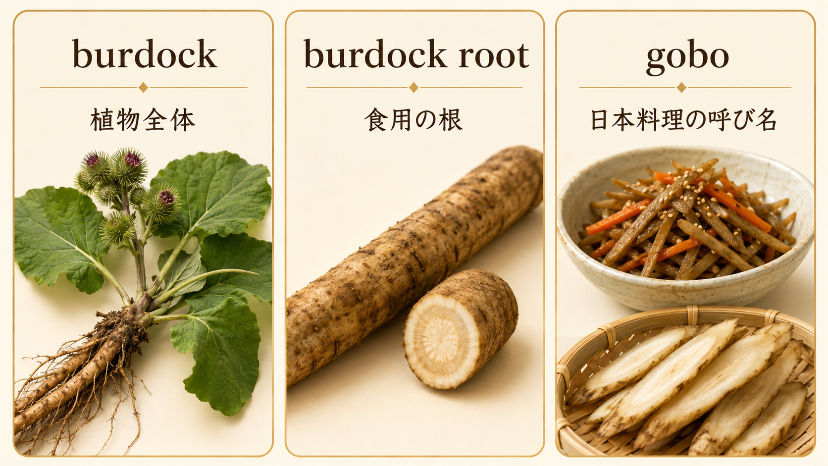 burdock、burdock root、goboの意味の違いを示した比較画像