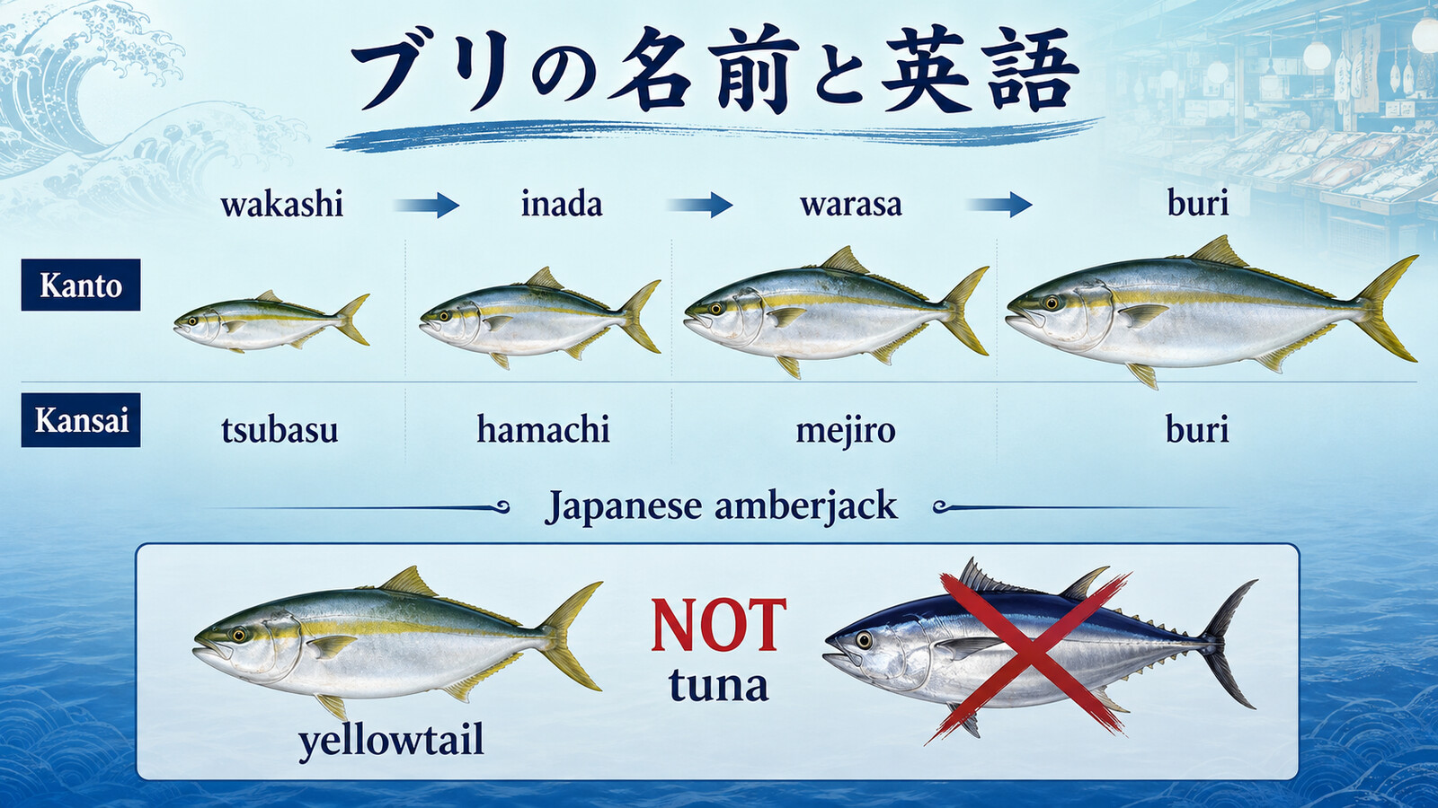 関東と関西におけるブリの成長名、Japanese amberjack、yellowtailとtunaの違いを示す英語図解