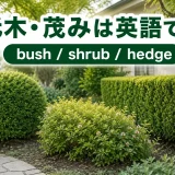 低木・茂み・生け垣を表すbush・shrub・hedgeの違い