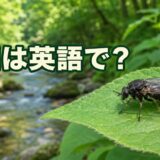 渓流近くの葉に止まるブヨと「ブヨは英語で?」の文字