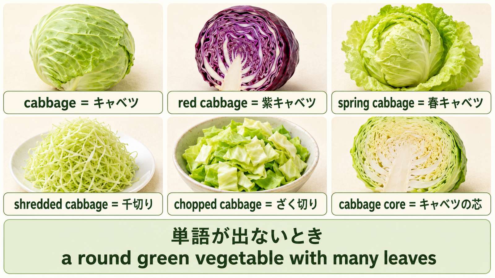 cabbage、red cabbage、春キャベツ、千切り、ざく切り、芯と簡単な言い換えを比較する図