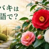 赤・ピンク・白の椿と「ツバキは英語で？」の文字