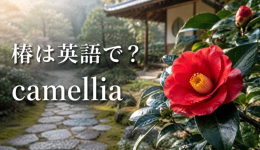 ツバキは英語で？camelliaの発音・複数形と山茶花・椿油の表現
