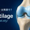 「軟骨」は英語でcartilage｜膝関節の軟骨と発音を示したアイキャッチ