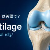 「軟骨」は英語でcartilage|膝関節の軟骨と発音を示したアイキャッチ