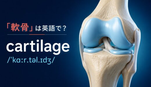 「軟骨」は英語で？cartilageの発音・語源、boneとの違い