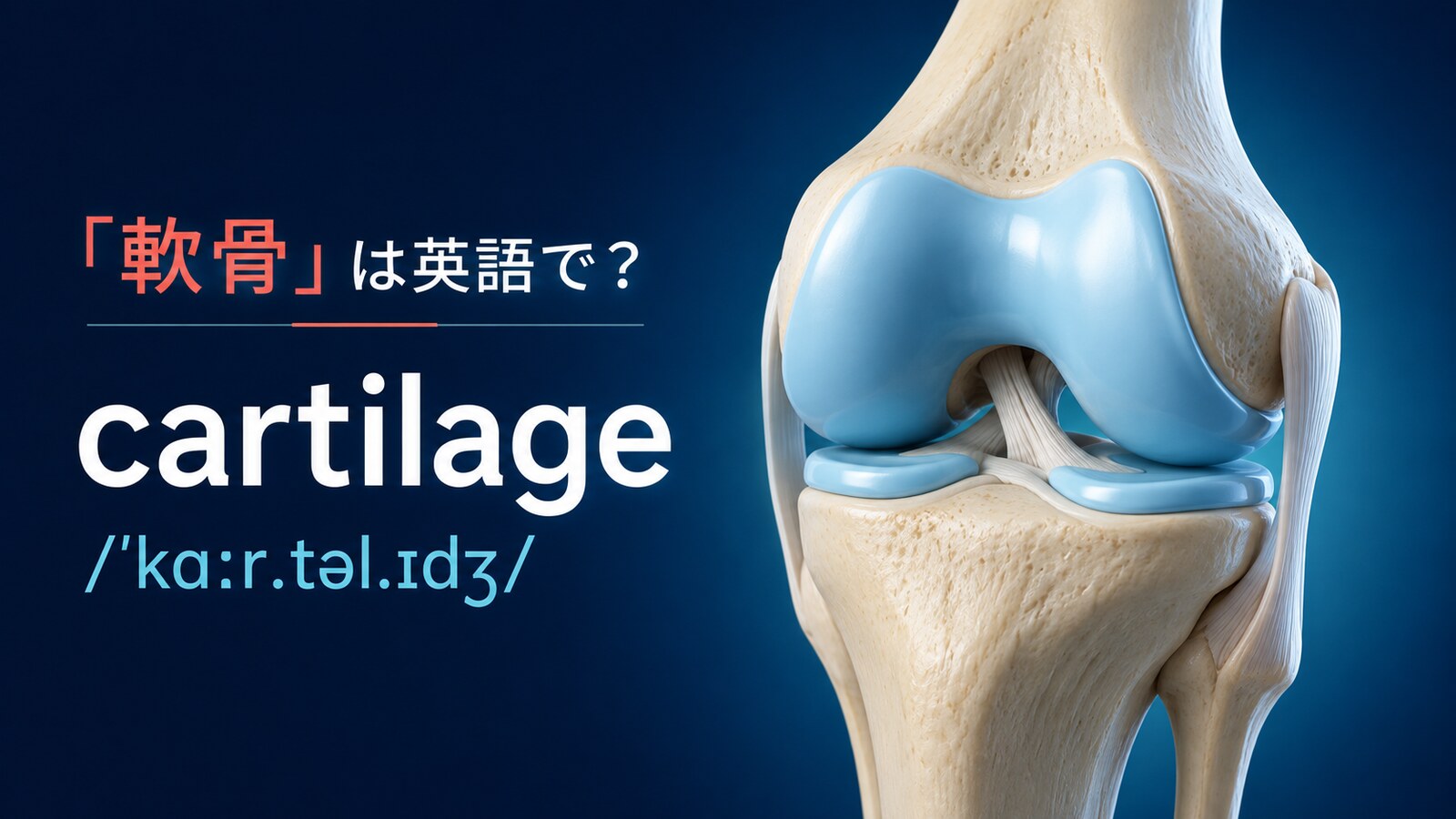 「軟骨」は英語で？cartilageの発音・語源、boneとの違い