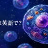 「細胞」は英語でcell｜人体の細胞を示したアイキャッチ