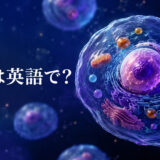 「細胞」は英語でcell｜人体の細胞を示したアイキャッチ