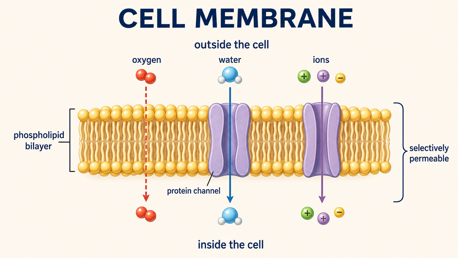 細胞膜の仕組み|phospholipid bilayer・protein channel・selectively permeableの英語図解