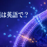 「細胞膜」は英語でcell membrane|物質の出入りを調整する膜のアイキャッチ