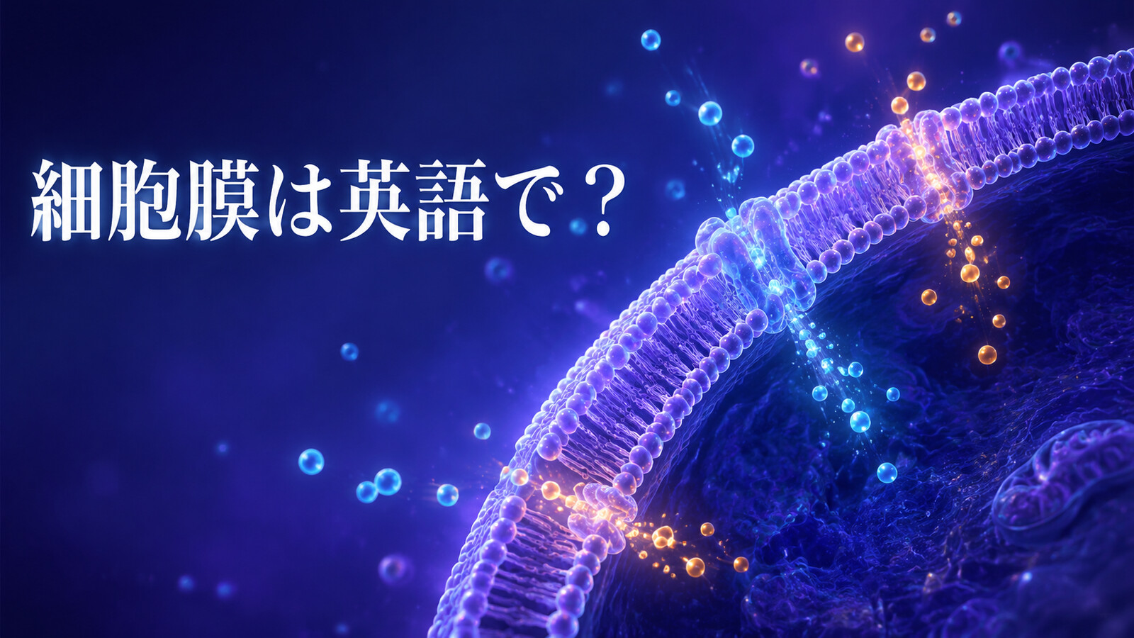 「細胞膜」は英語で？cell membraneの発音・意味とplasma membrane、細胞壁との違い