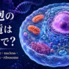 細胞の構造は英語で？cell membrane・nucleus・mitochondria・ribosomeを示したアイキャッチ
