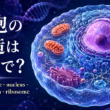 細胞の構造は英語で？cell membrane・nucleus・mitochondria・ribosomeを示したアイキャッチ