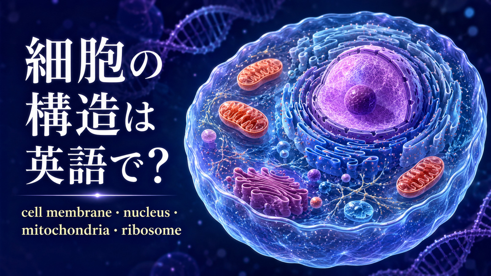 細胞の構造は英語で?cell membrane・nucleus・mitochondria・ribosomeを示したアイキャッチ