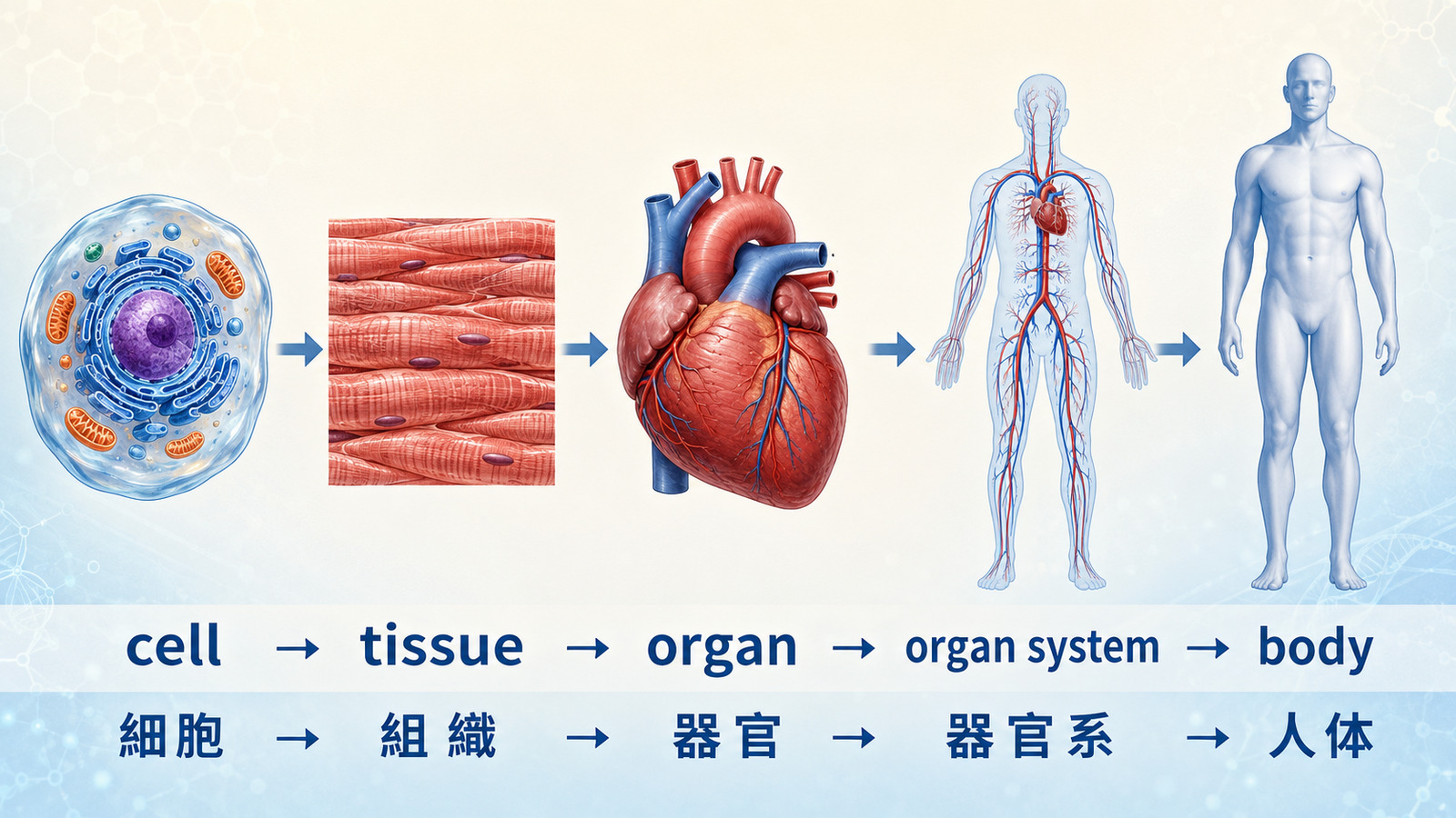 cellからtissue、organ、organ system、bodyへつながる人体の構造を英語と日本語で示した図解