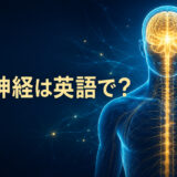 「中枢神経」は英語でcentral nervous system｜脳と脊髄を示したアイキャッチ